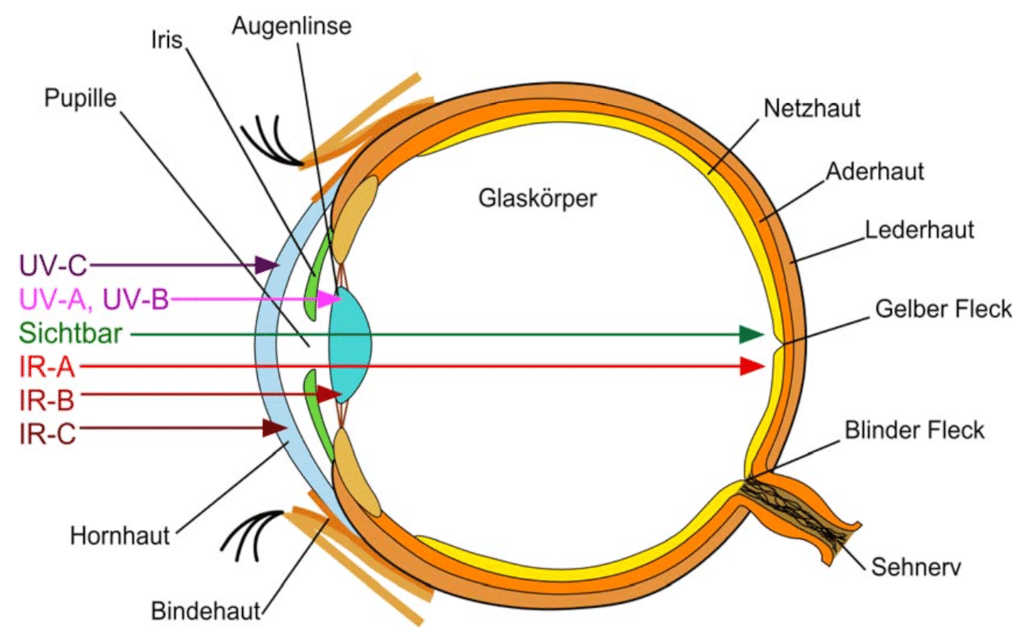 Grafik eines Auges im Querschnitt